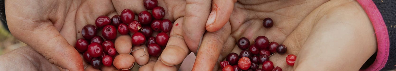 Hands with fresh picked berries.
