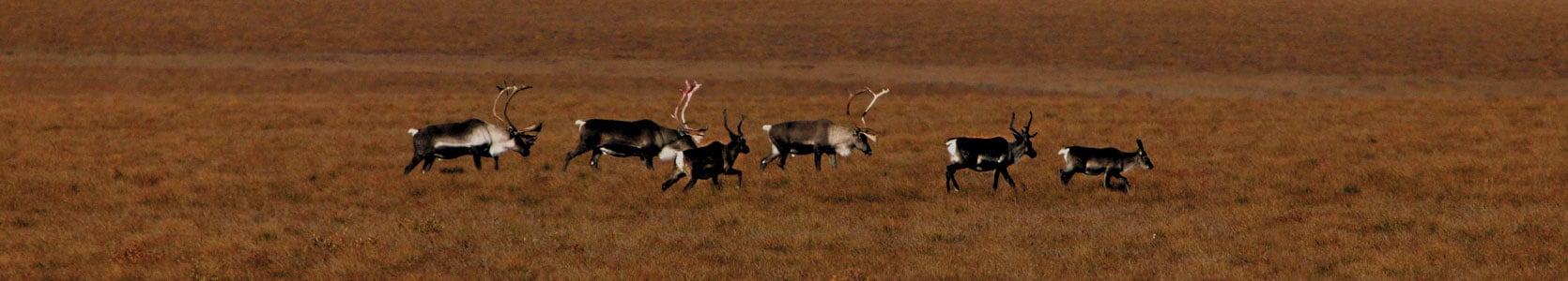 Herd of caribou on the tundra.